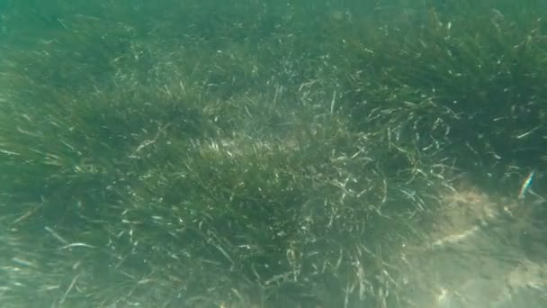 Buceo en el mar — Vídeos de Stock