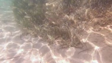 Su altında balık yosunları okulu