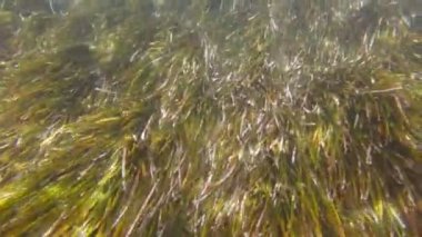 Suyun Altındaki Balık Hayatı