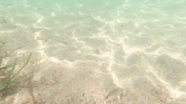 肮脏的海鱼 — 图库视频影像