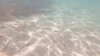 Su altı Balık Algleri Okulu