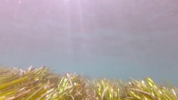 Sjögräs Undervattensutsikt — Stockvideo