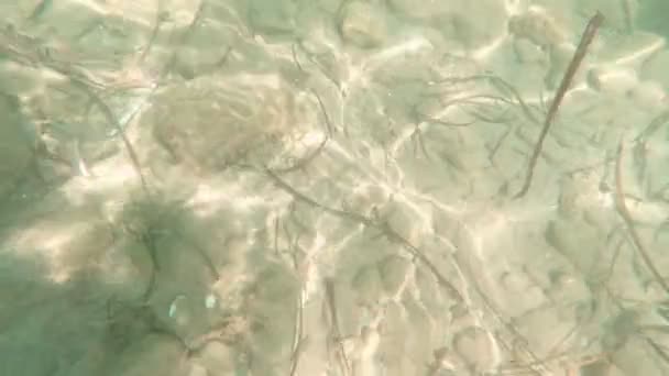 Pierres et algues du fond marin — Video
