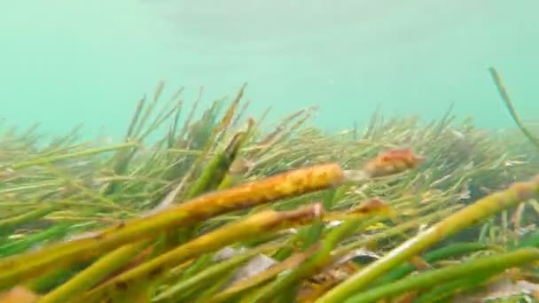 Algas marinas submarinas Primer plano — Vídeos de Stock