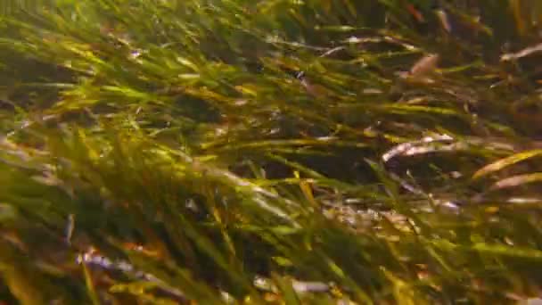 물고기를 쫓는 수중 생물 — 비디오