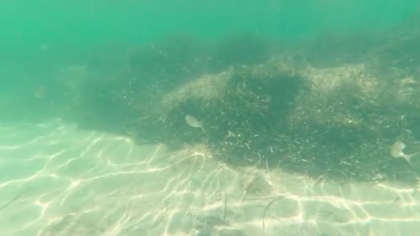 Su altında Yosun Balığı — Stok video