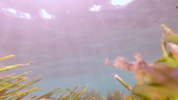 Algas marinas Peces submarinos — Vídeos de Stock
