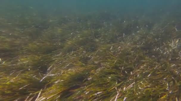 Peixe come em algas marinhas — Vídeo de Stock