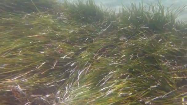 Los peces comen en algas — Vídeos de Stock