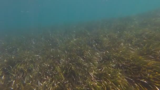 Fish Swims In The Algae — Stock Video