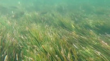 Sualtı Dünyası Balık Algleri