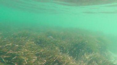 Yosun İçinde Balık