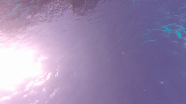 Erstaunliches Tauchen unter Wasser — Stockvideo