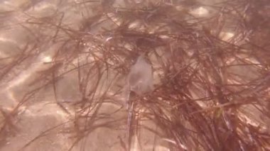 Çöp Su altı Denizi