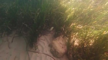 Suyun Altındaki Balık Dünyası