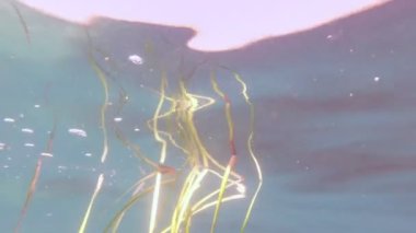 Su altındaki yosun.