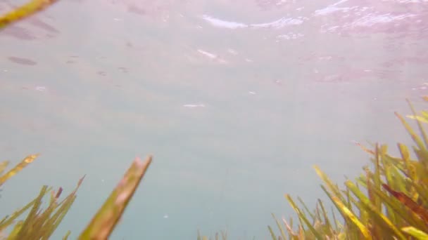 ダイビング｜POV水中 — ストック動画