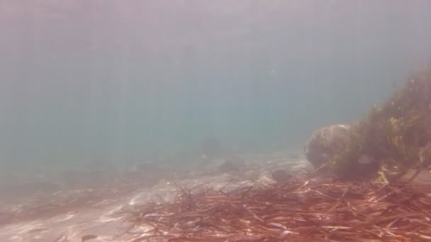 Peces exóticos bajo el agua — Vídeos de Stock