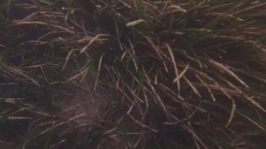 Yosun Üzerine Işık