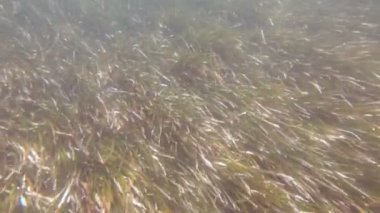 Balık Yosun Işığı