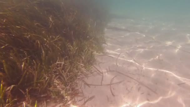 Los peces nadan en las algas marinas — Vídeos de Stock