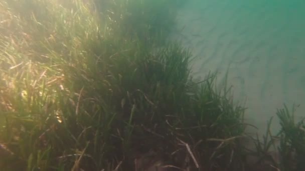 Un gregge di pesci sott'acqua — Video Stock