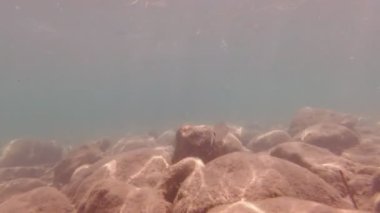Deniz dibindeki taşlar ve balıklar