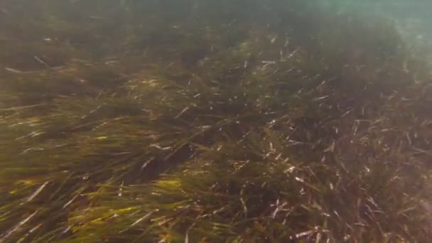 Внизу морської риби — стокове відео