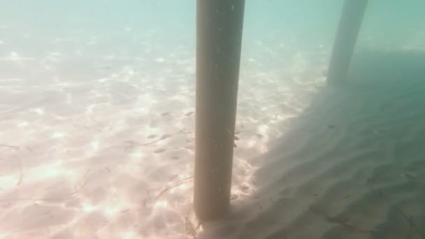 Escuela de peces bajo el muelle — Vídeos de Stock