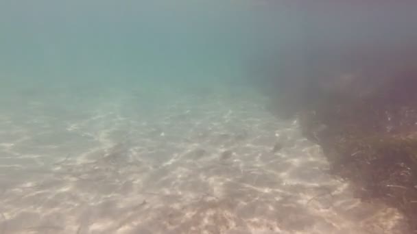 Peces y buceadores bajo el agua — Vídeos de Stock