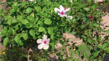 Beyaz hibiscus çiçek