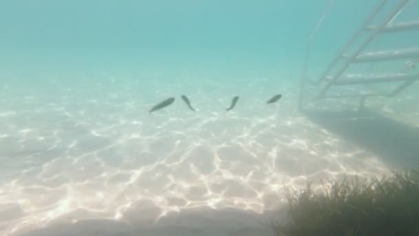 Pier Underwater Sea Fish — Stock Video