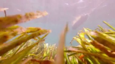 Balık bakış açısı Su altında