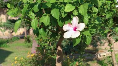 Çiçekli Hibiscus Çiçeği