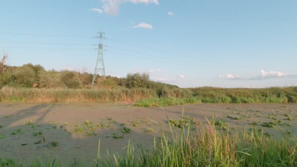 Eau en fleurs des marais — Video