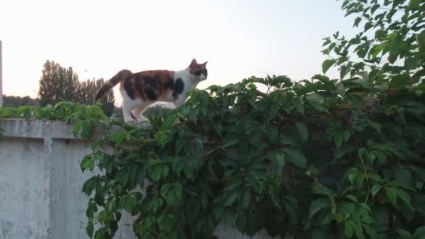 Katze auf dem Zaun — Stockvideo