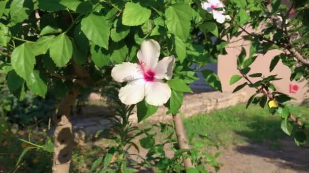Kwiat hibiscus hawajski — Wideo stockowe