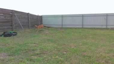 Köpek sopa için koşar