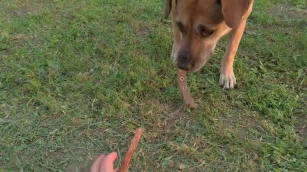 Anjing Berlari Dengan Tongkat — Stok Video