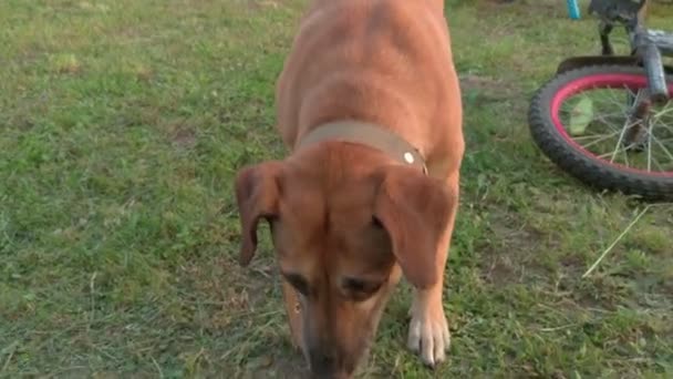 Hund buet hoved – Stock-video