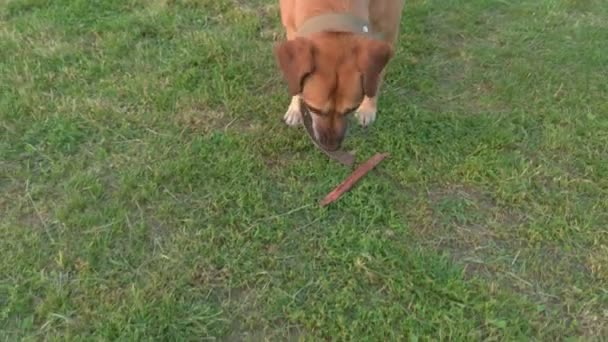Hund bär en pinne — Stockvideo