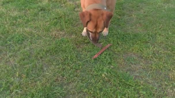 Chien porte un bâton — Video