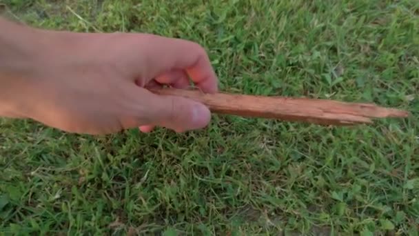 Man Throwing A Stick To A Dog — Stok Video