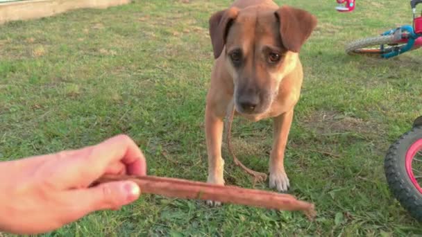 Hund stick spela — Stockvideo