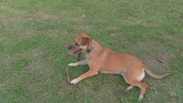 สุนัขโกหกบนสนามหญ้า — วีดีโอสต็อก