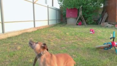 Köpek Sopa Yakalıyor