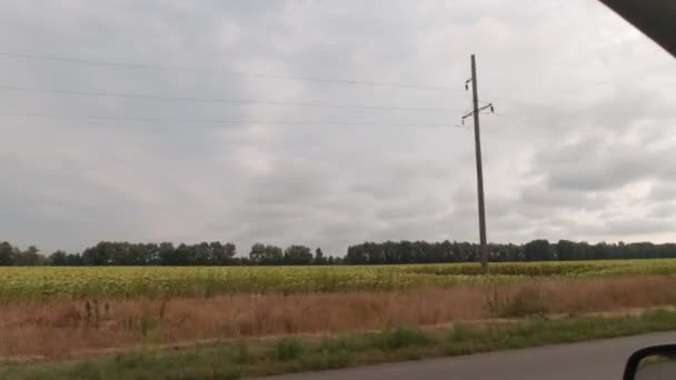 Campo de girasol desde el coche — Vídeo de stock