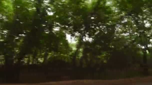 Bulanık hareket ağaçlar — Stok video