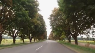 Sürücü Ağaçları Tüneli