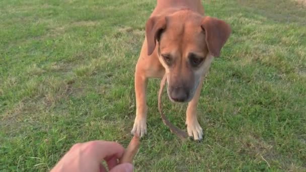 Hund tar med en pinne — Stockvideo